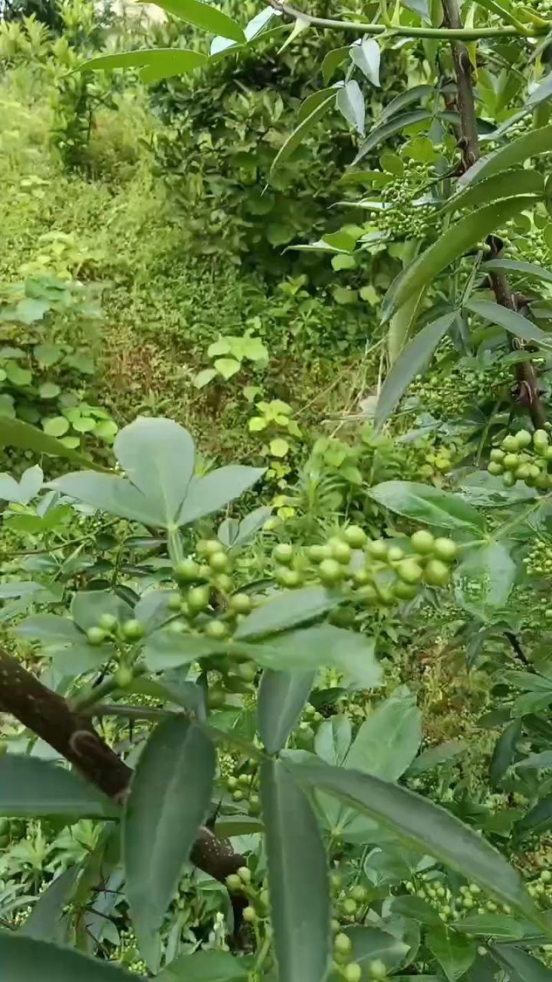 鲜花椒
