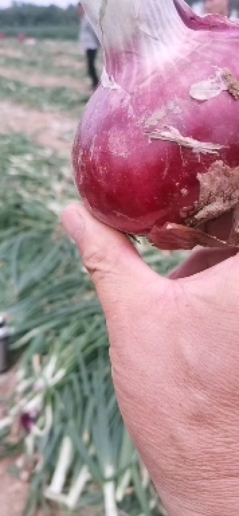 河南开封紫皮洋葱大量上市，质量保证，一手货源，欢迎下单