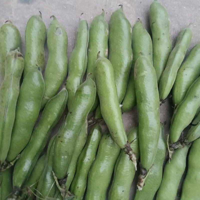 汉中蚕豆质量好，豆角大，出米高，欢迊选购