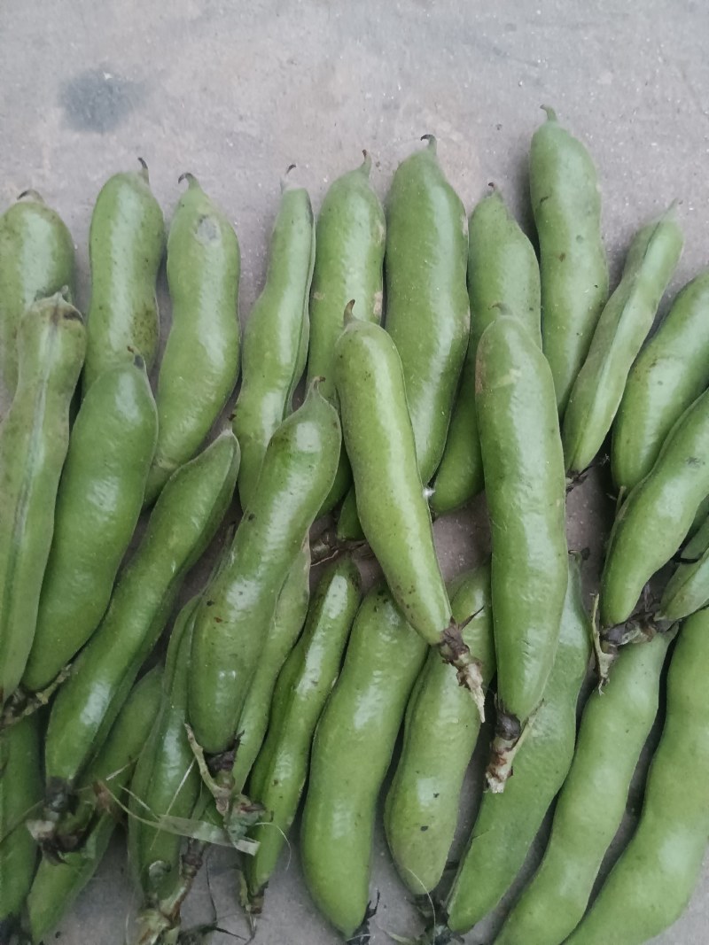 汉中蚕豆质量好，豆角大，出米高，欢迊选购