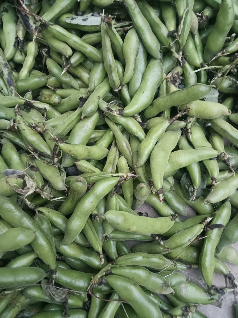 汉中蚕豆质量好，豆角大，出米高，欢迊选购