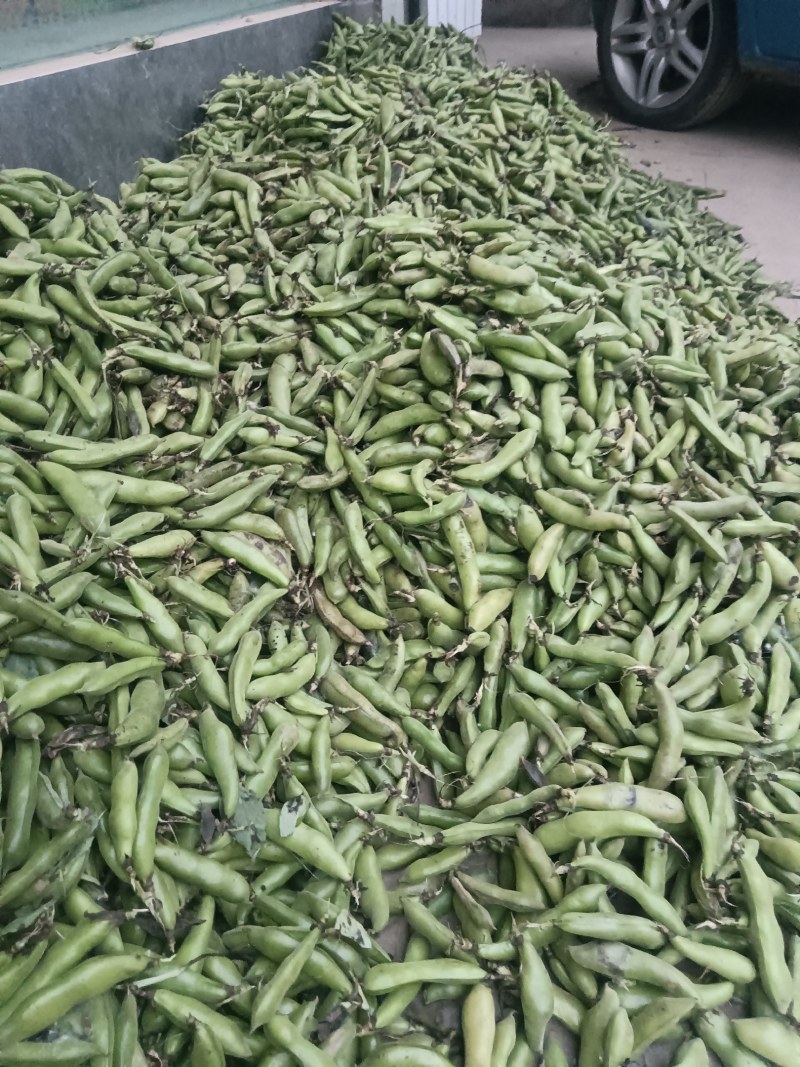 汉中蚕豆质量好，豆角大，出米高，欢迊选购