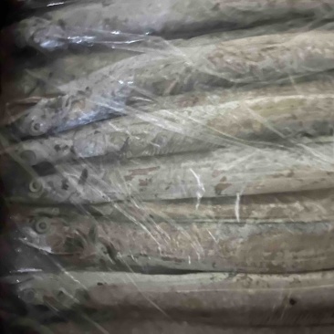 单条二两8的精品带鱼
