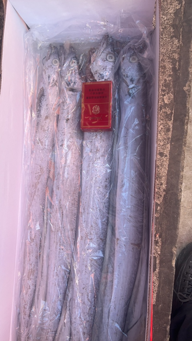 单条二两8的精品带鱼
