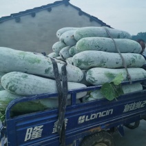 精品长条白粉冬瓜，产地直供保质保量，条形好肉厚耐运输