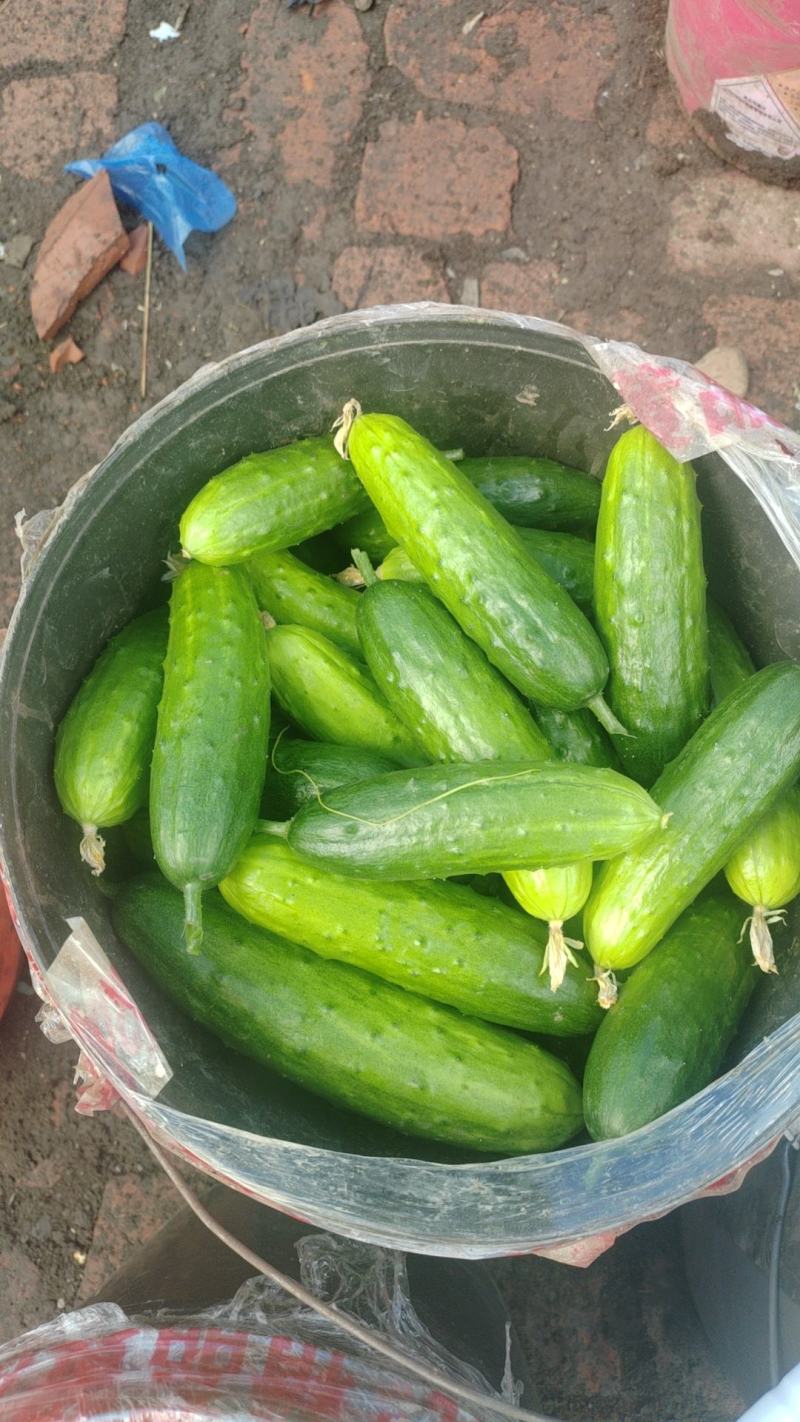长条黄瓜