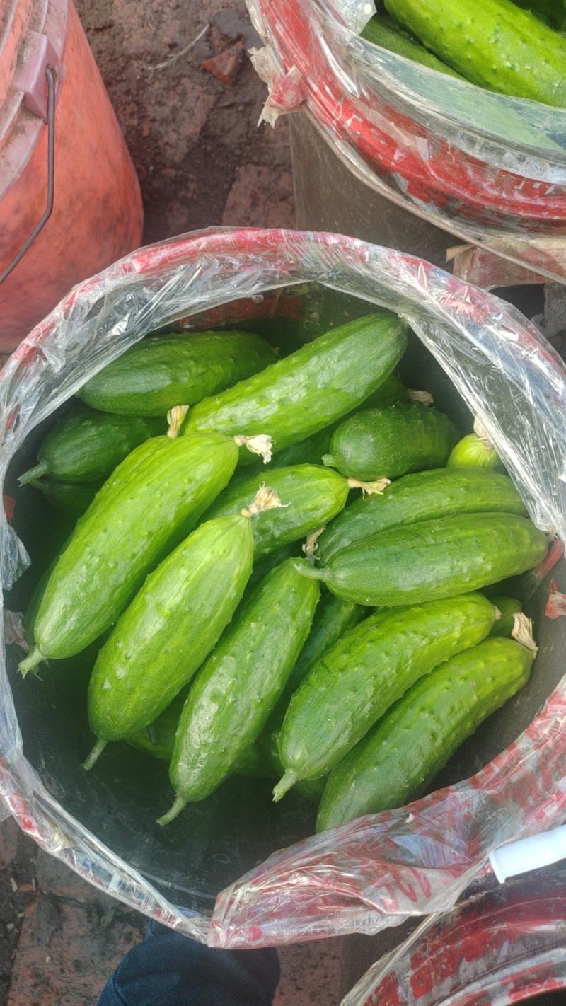 长条黄瓜
