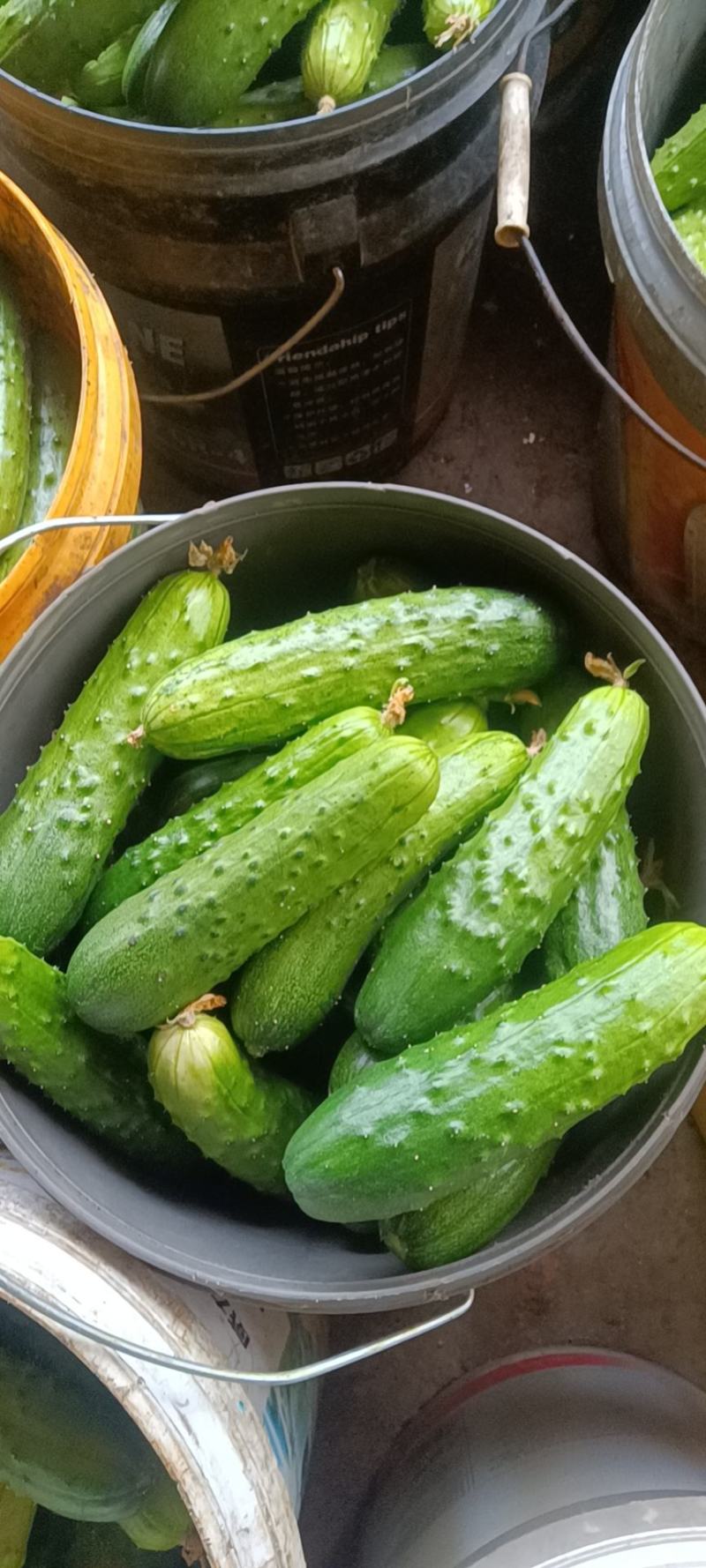 长条黄瓜