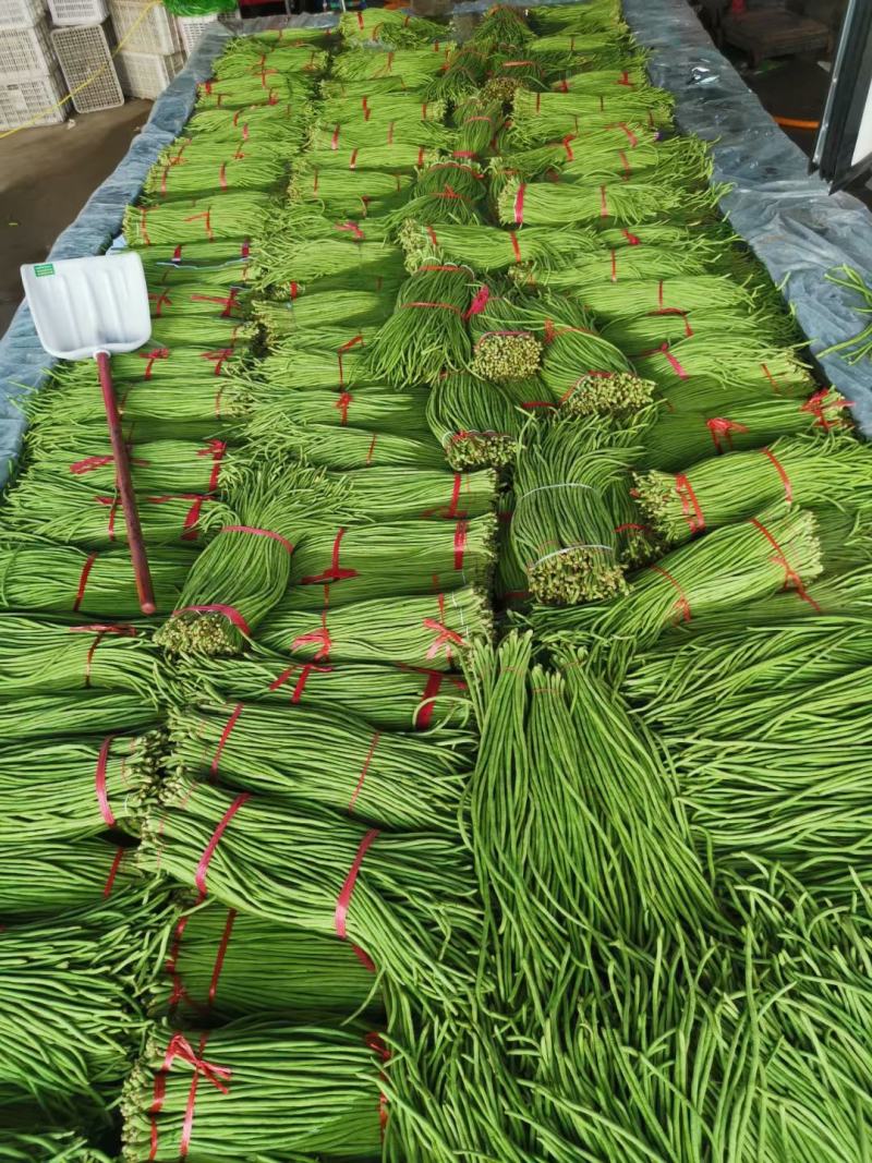 【产地直销】精品豆角；翠绿，量大从优，不鼓豆