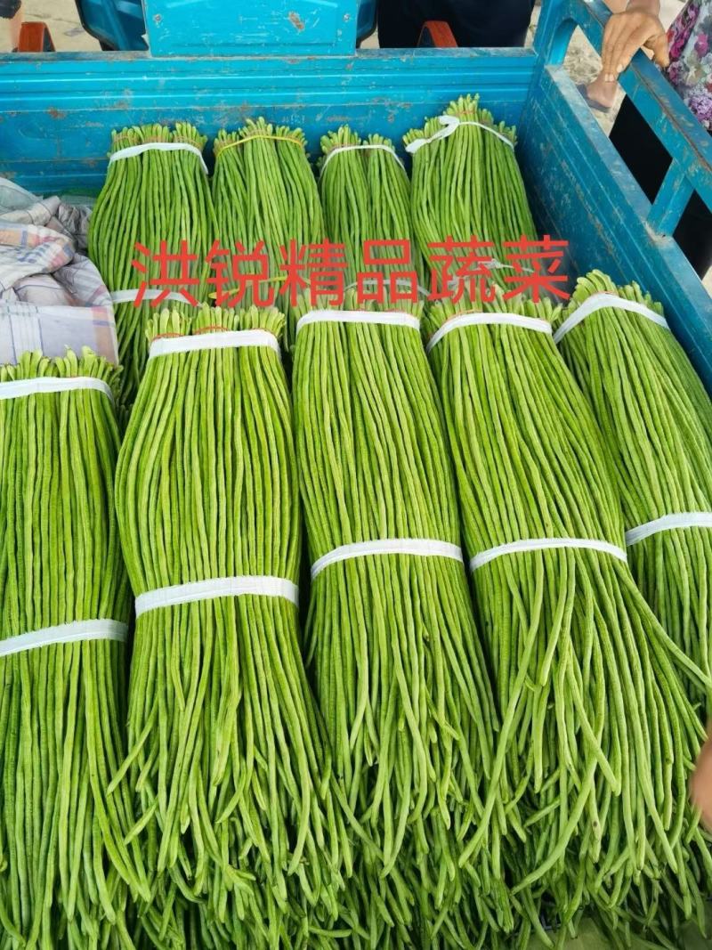 【产地直销】精品豆角；翠绿，量大从优，不鼓豆