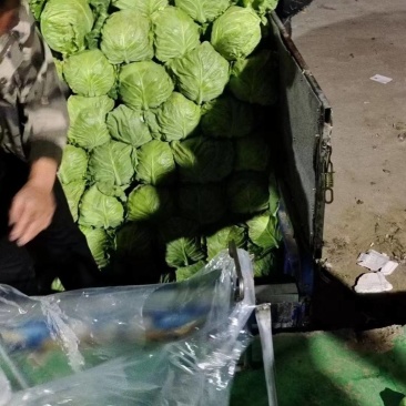 甘蓝土豆大量上市质量优良货源充足