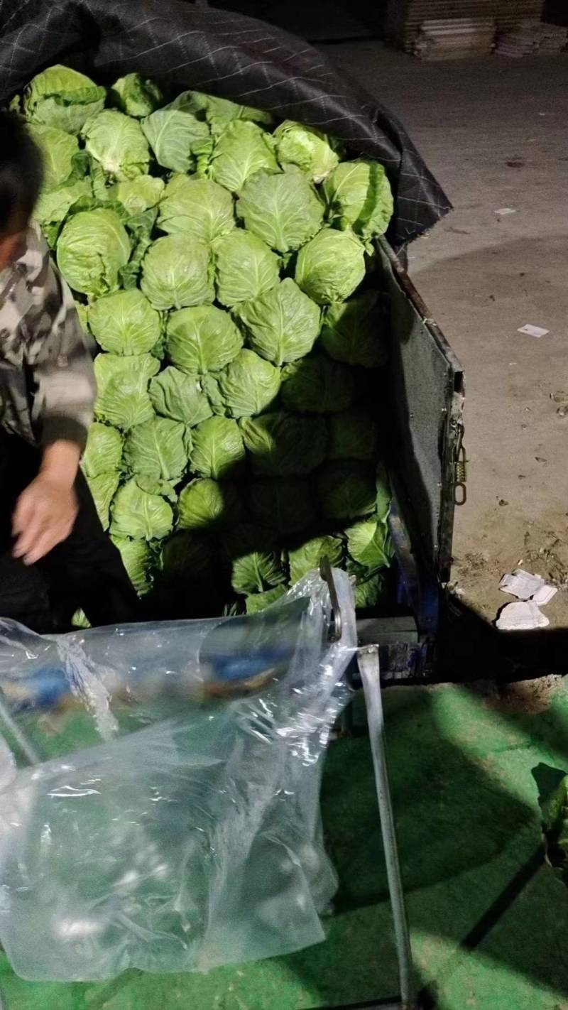 甘蓝土豆大量上市质量优良货源充足