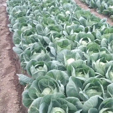 玉田大头菜大量上市，个头不大，均匀，需要的老板联系