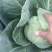 玉田大头菜大量上市，个头不大，均匀，需要的老板联系