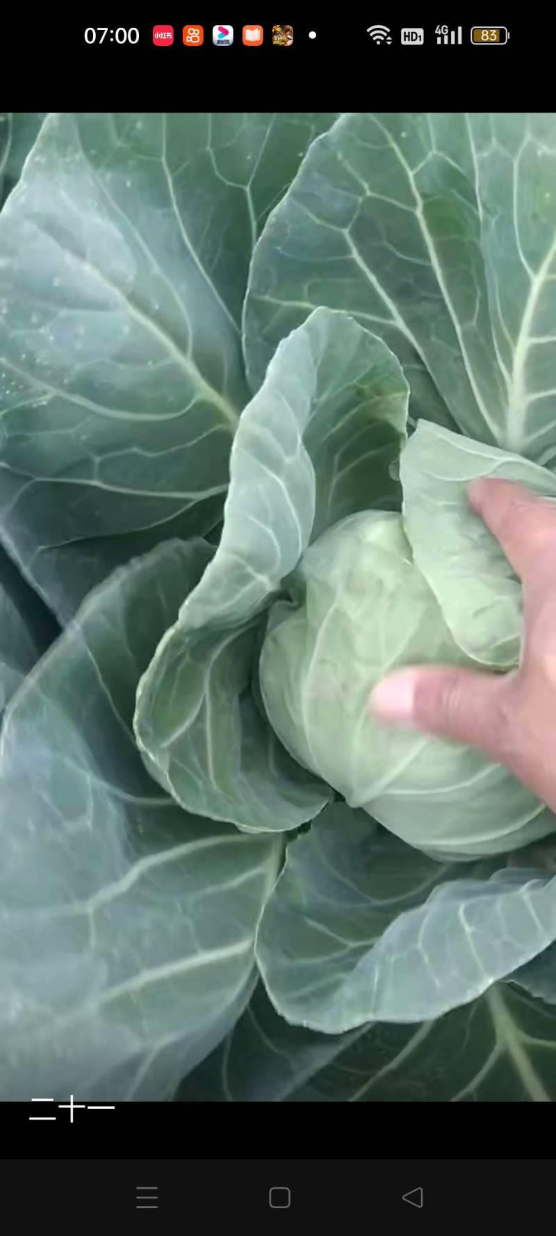 玉田大头菜大量上市，个头不大，均匀，需要的老板联系