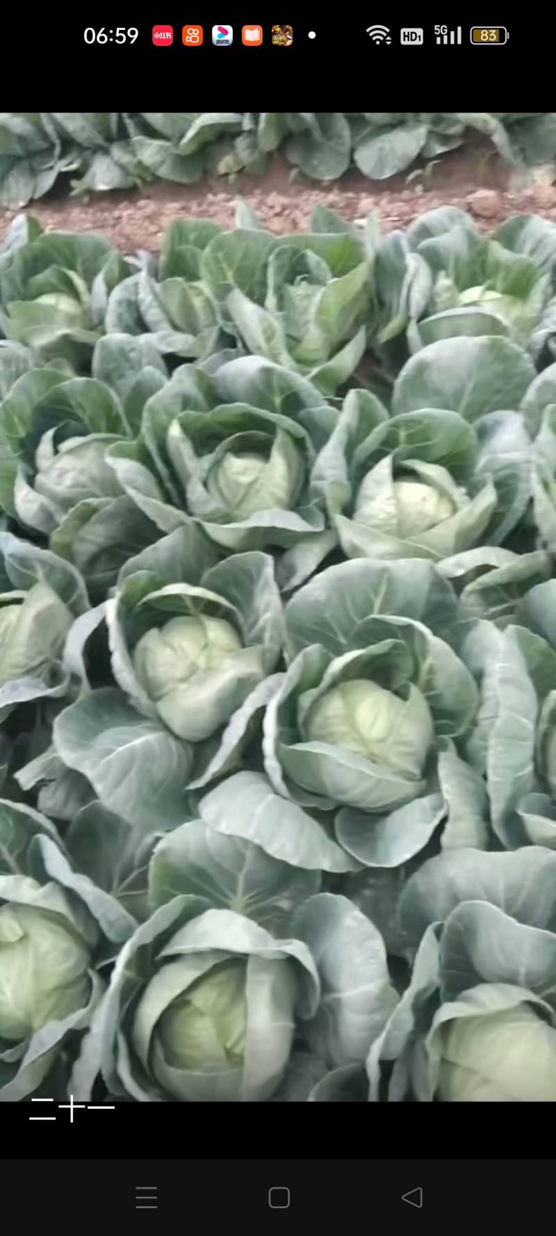 玉田大头菜大量上市，个头不大，均匀，需要的老板联系