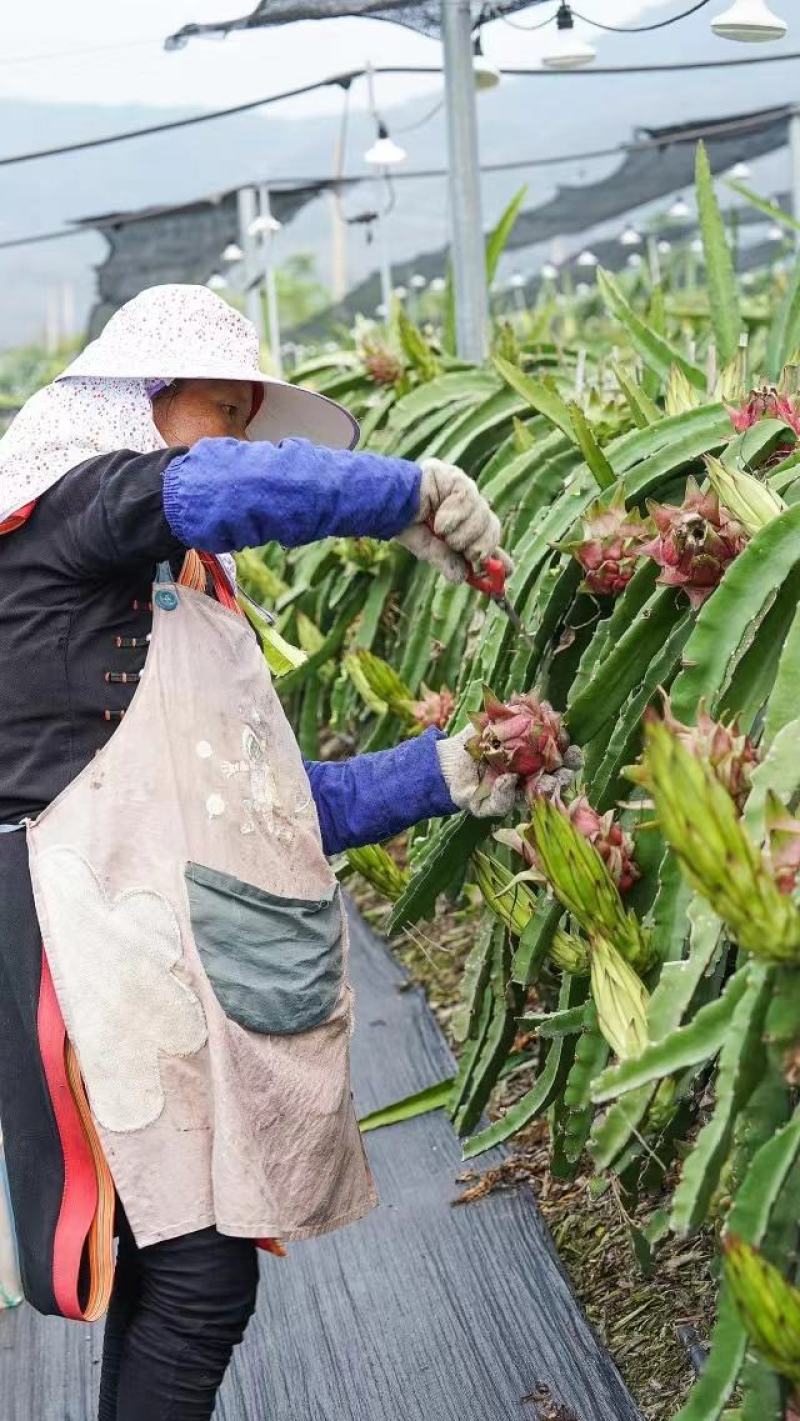 红心️️火龙果果