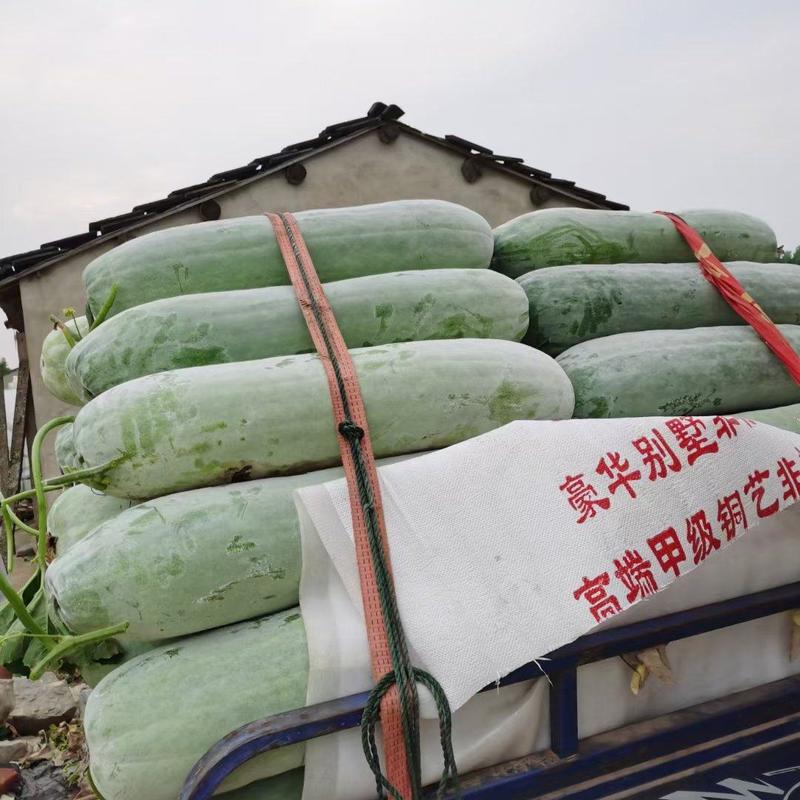 芜湖精品白皮冬瓜，条形好肉厚耐运输，产地直供保质保量
