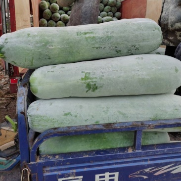 芜湖精品长条白皮冬瓜,产地直供保质保量,量大从优。