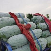 安徽芜湖精品白皮冬瓜，产地直供保质保量，条形好肉厚耐运输