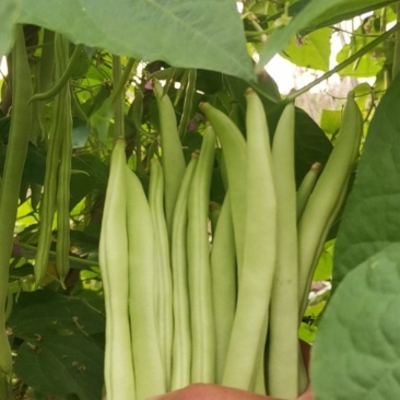 本地四季豆上市