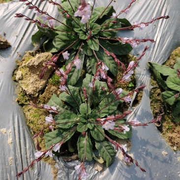 白背草白花地胆头