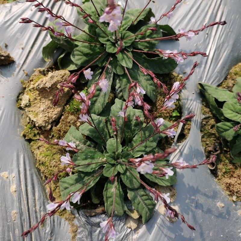 白背草白花地胆头