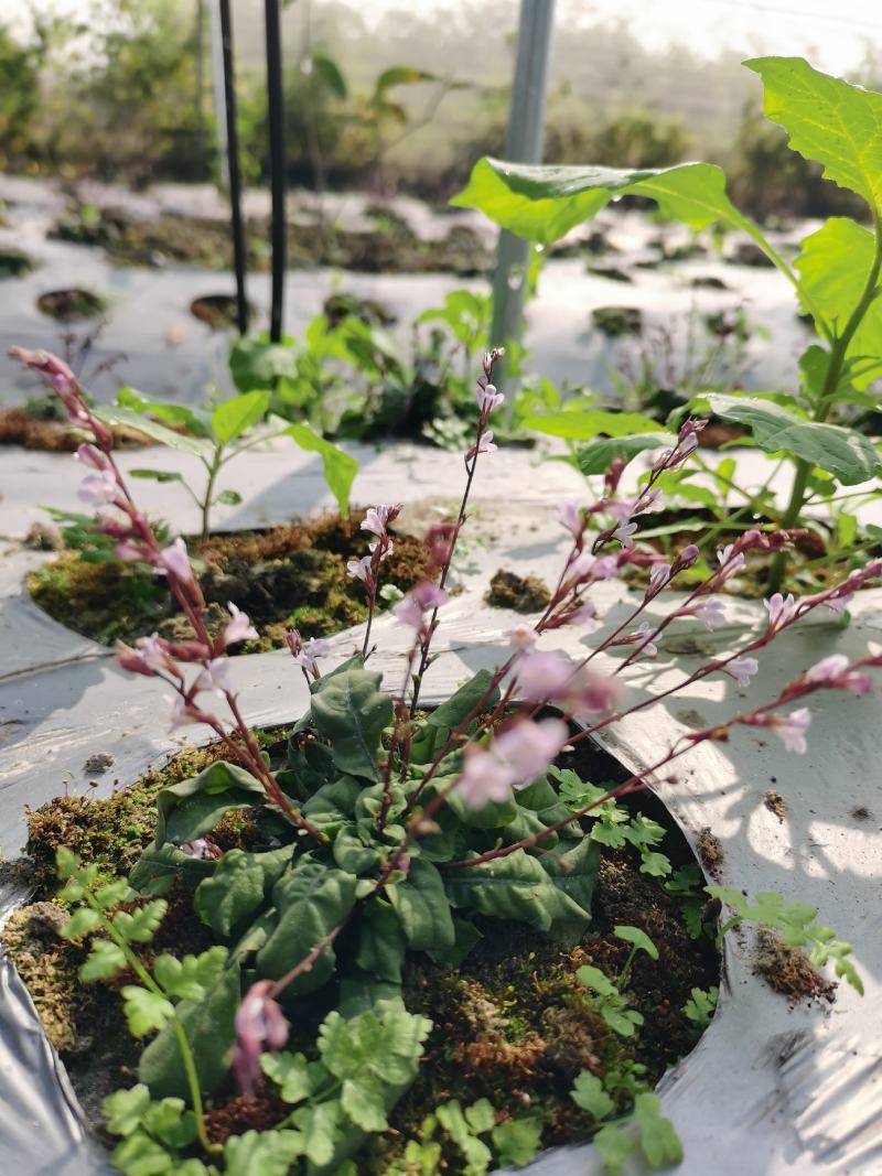 白背草白花地胆头