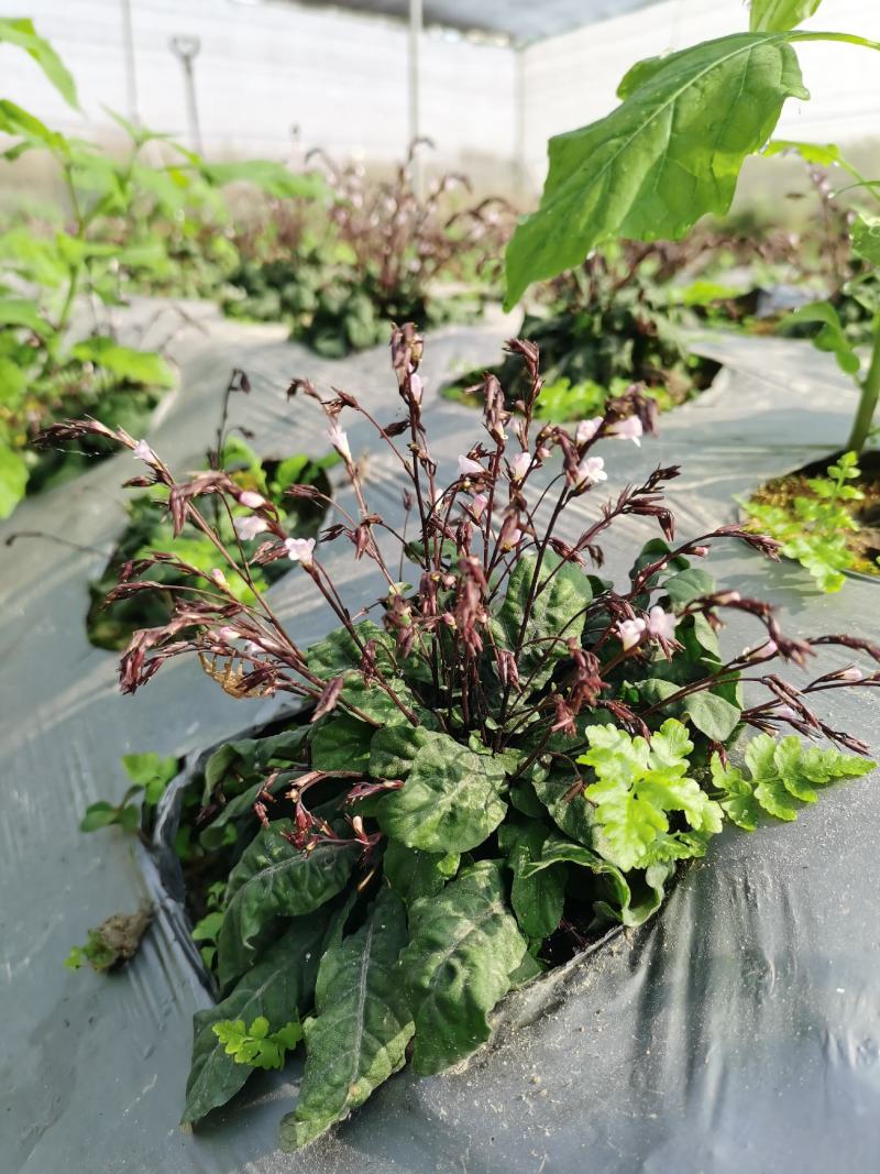 白背草白花地胆头