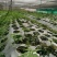 白背草白花地胆头