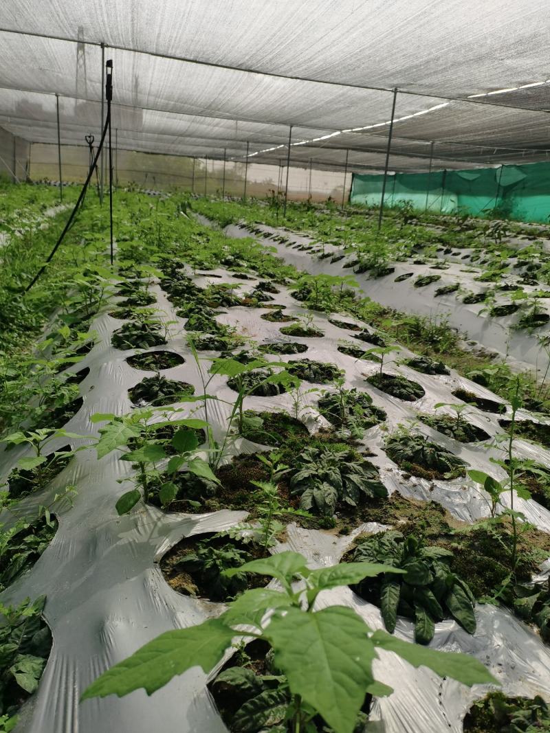 白背草白花地胆头