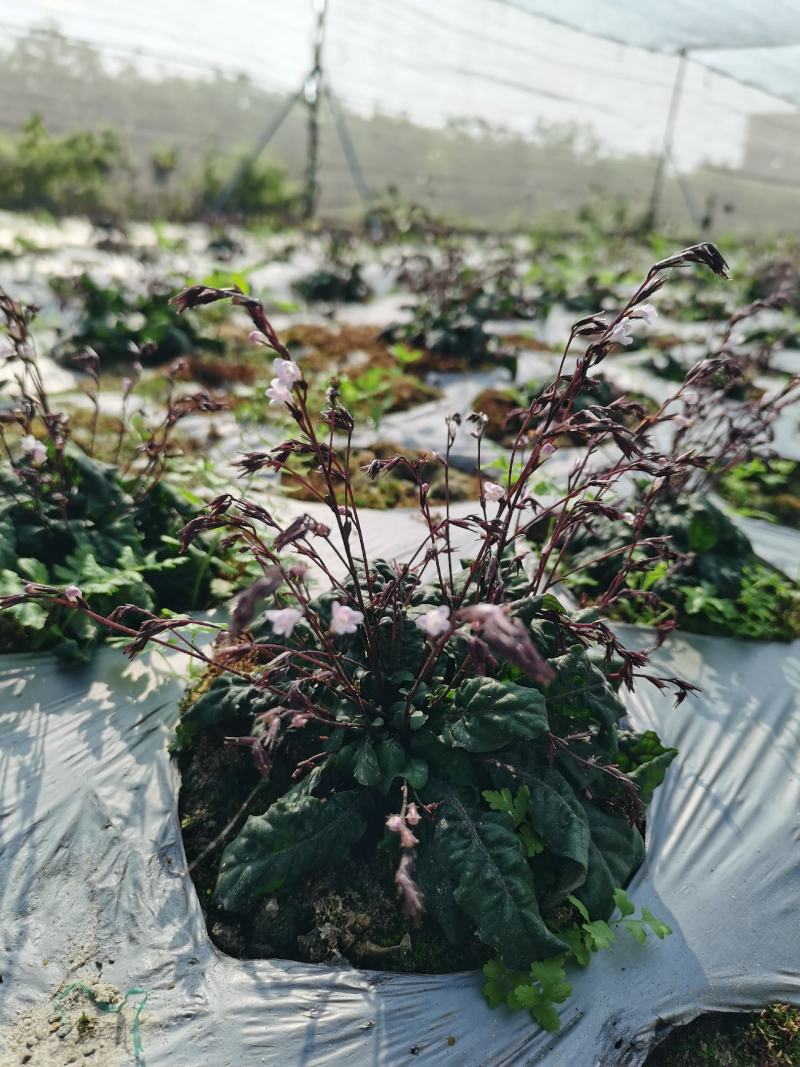 白背草白花地胆头