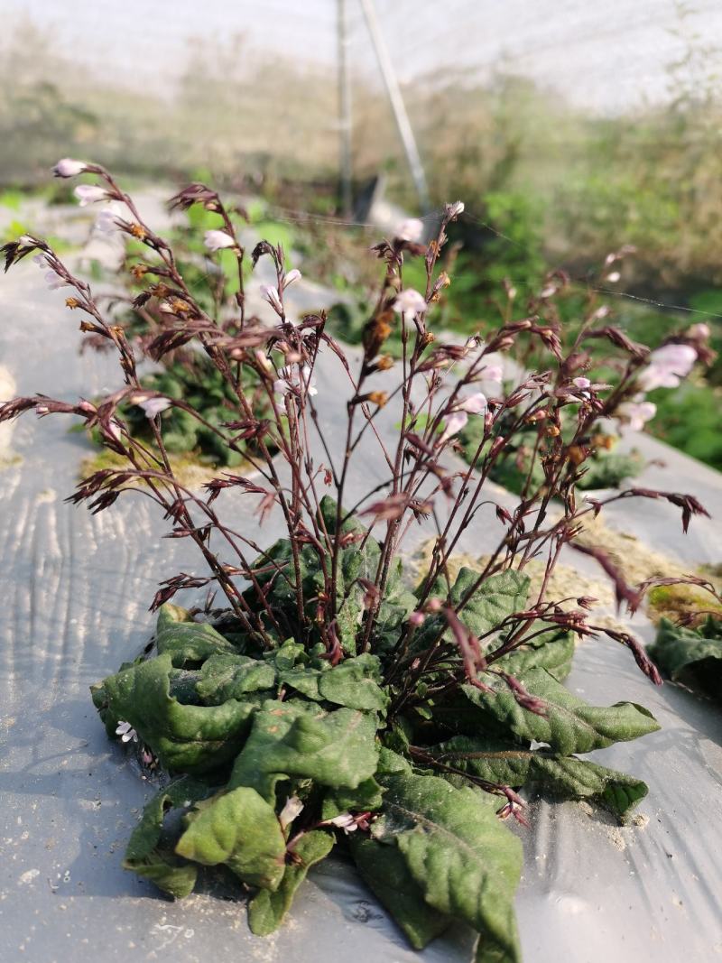 白背草白花地胆头
