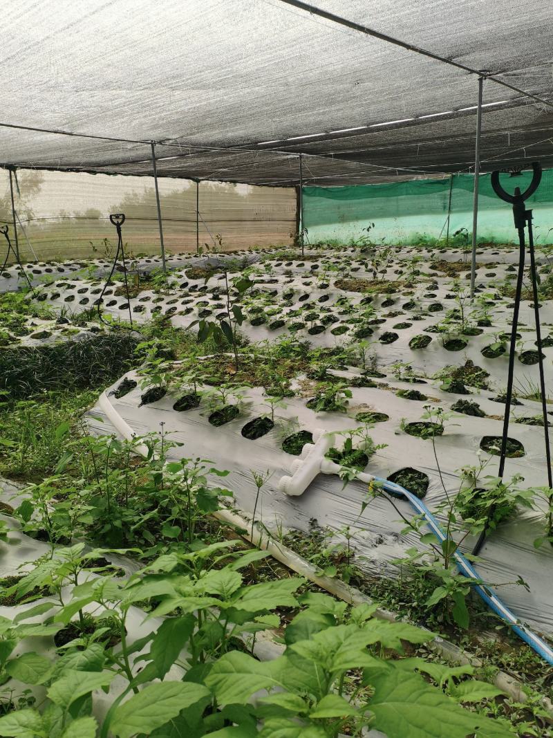 白背草白花地胆头