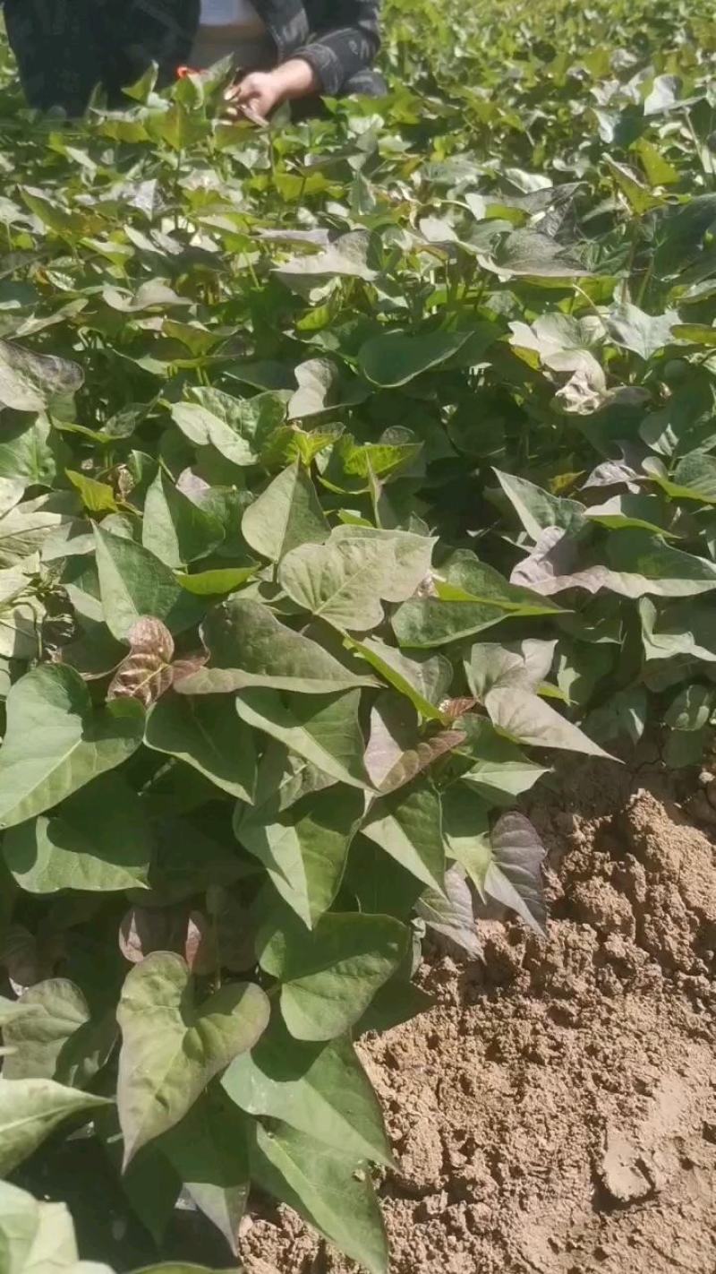 西瓜红薯苗货源充足成活率高河南基地直发欢迎咨询采购