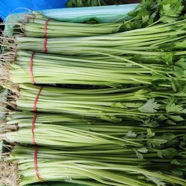 大量提供毛芹
