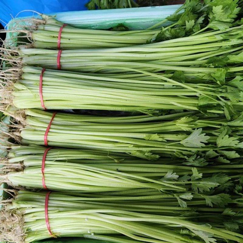 大量提供毛芹