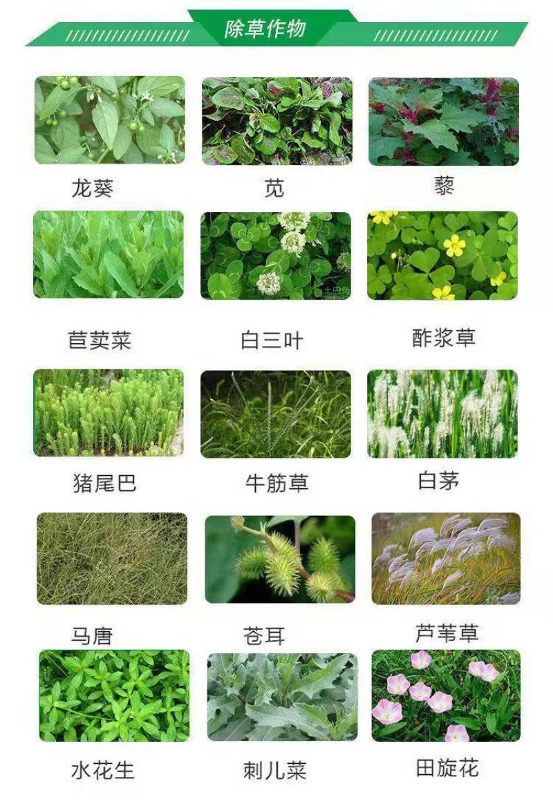 10斤装正品草铵膦除草剂批发果园不伤果树杂草一扫光