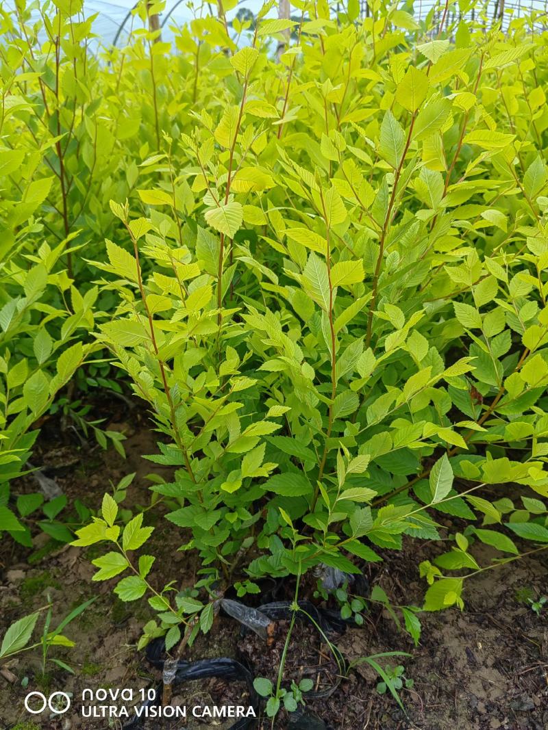 河北省保定市博野县奥森苗圃场正在出售中华金叶榆地接金叶榆