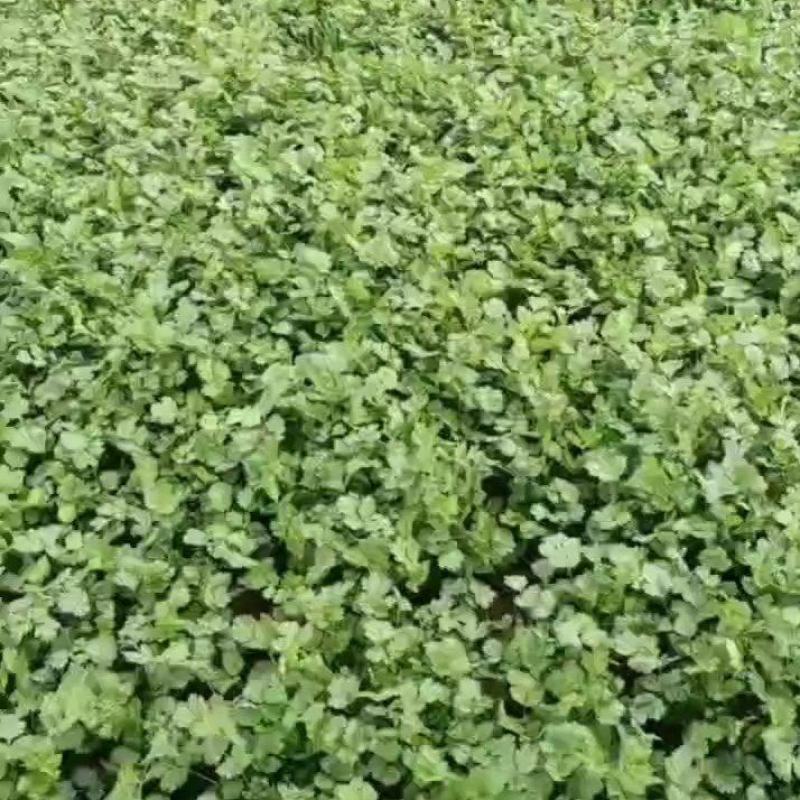精品香菜大量上市，欢迎老板下单，祝所有老板生意兴隆