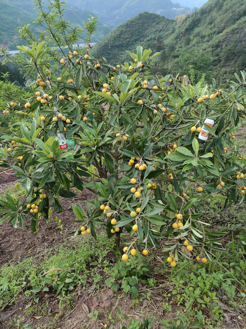 解放钟大枇杷，大果形，9斤左右泡沫箱装装。