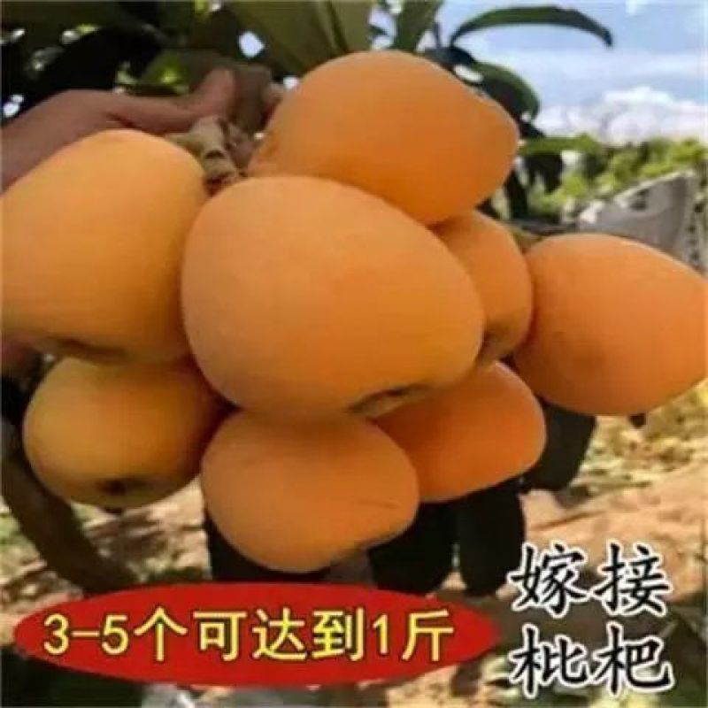 解放钟大枇杷，大果形，9斤左右泡沫箱装装。
