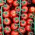 串收番茄，串番茄，樱桃番茄，货源稳定，全年供应，智能温室