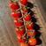 串收番茄，串番茄，樱桃番茄，货源稳定，全年供应，智能温室