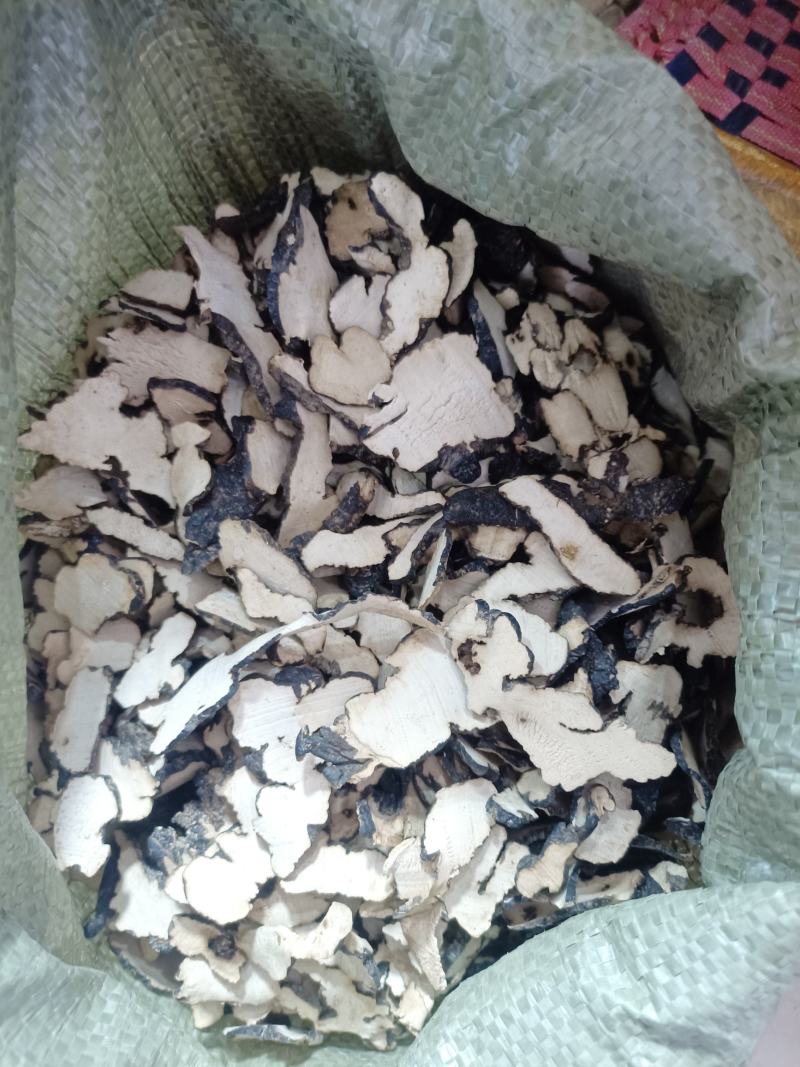正品猪苓可批发可零售量大从优