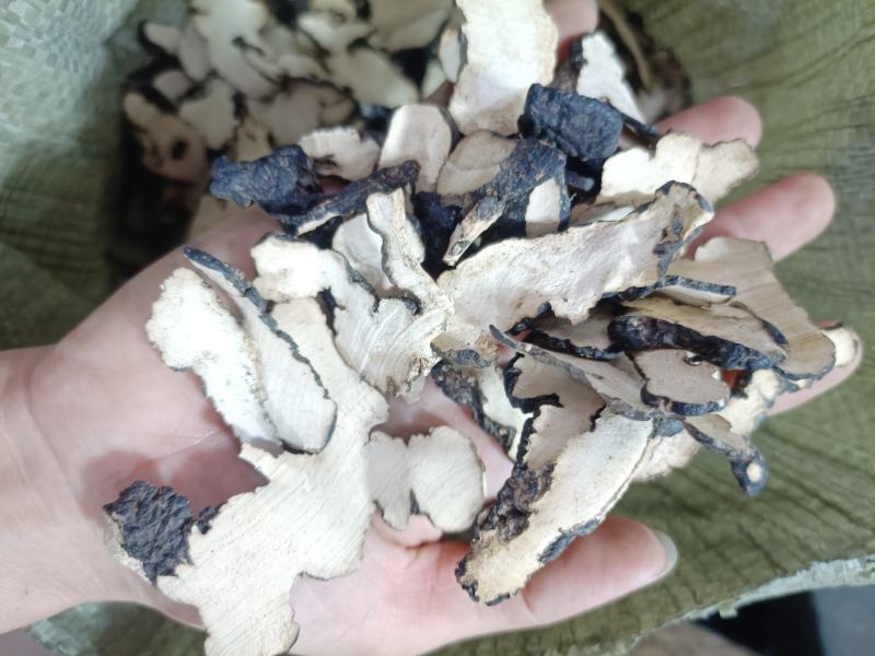 正品猪苓可批发可零售量大从优