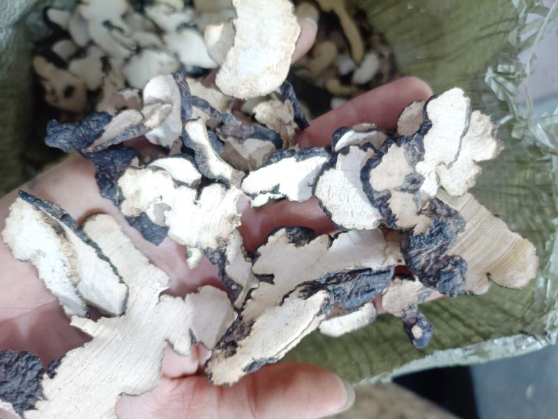 正品猪苓可批发可零售量大从优