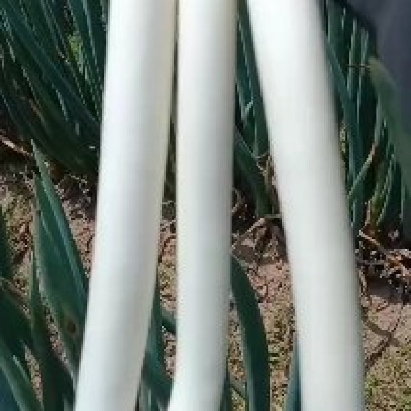 山东铁杆钢葱晚抽