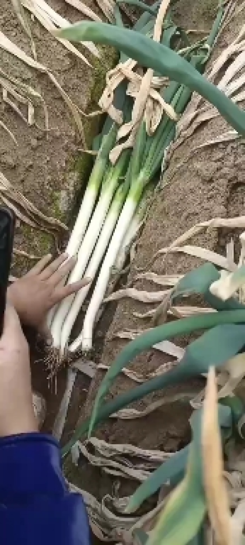 山东铁杆钢葱晚抽