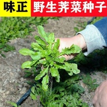 野生荠荠菜种子农家四季春野菜种籽食用盆栽荠菜种孑蔬菜